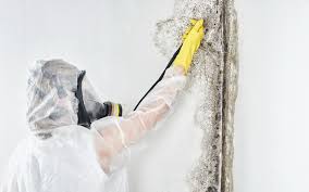 Best Mold Documentation for Insurance Claims in Riverview, SC